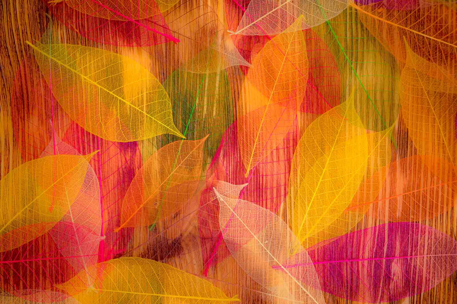 Vibrant Skeleton Leaves Wall Art Wall Art