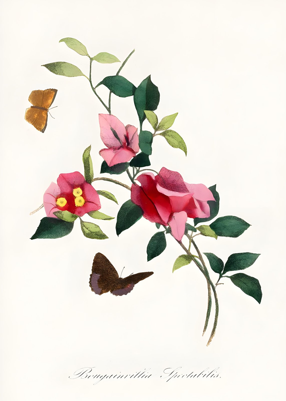 Vintage Botanical Bougainvillea & Butterfly Wall Art