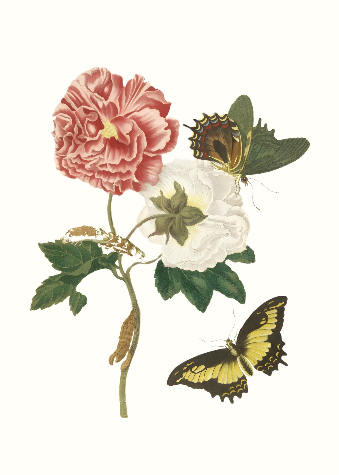 Vintage Botanical Floral & Butterfly Wall Art