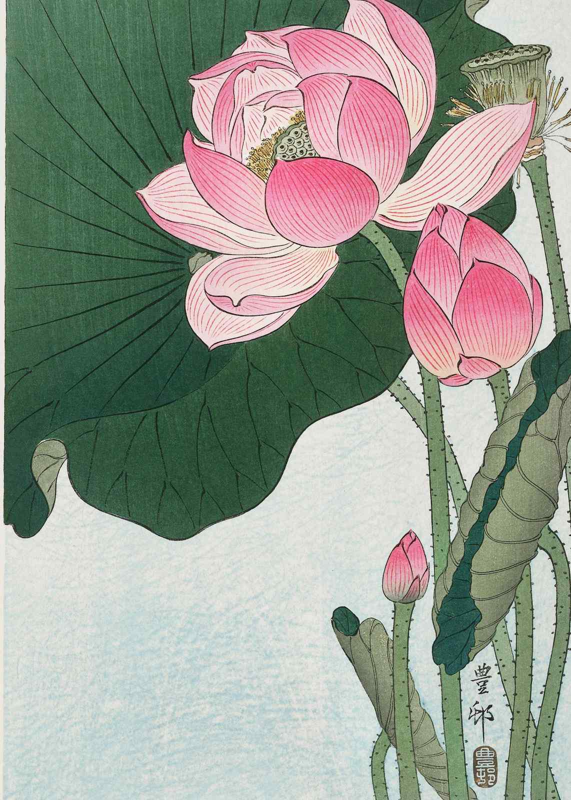 Pink Lotus Water Lily Wall Art