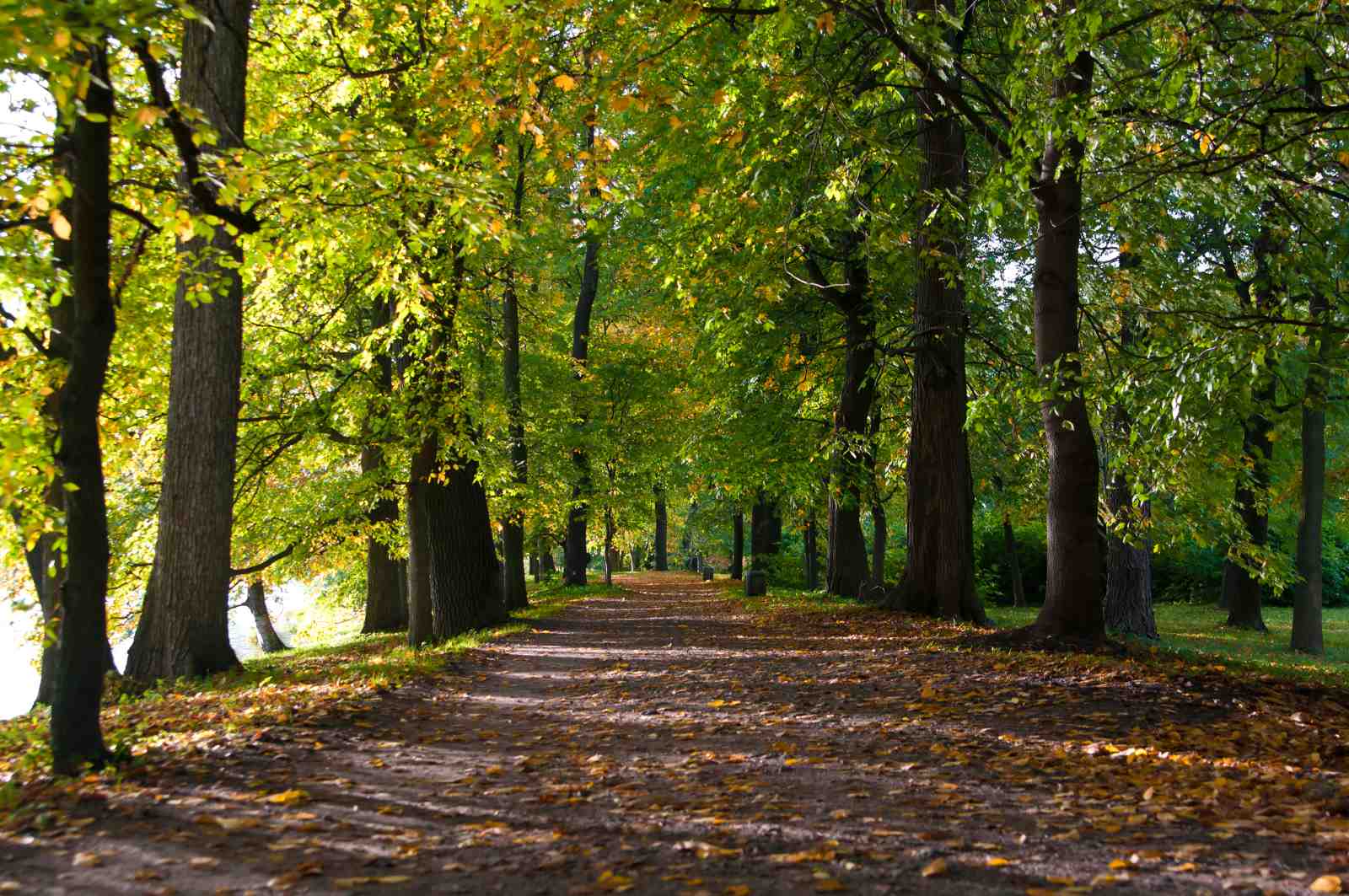 Enchanting Forest Path Autumn Wall Art