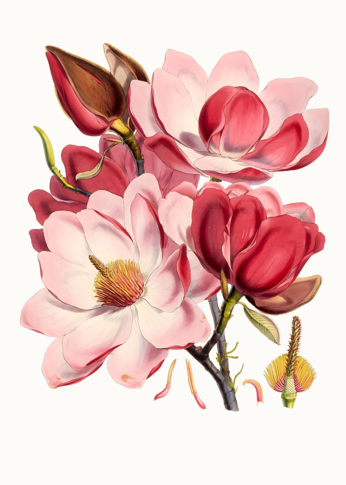 Vintage Magnolia Blossom Wall Art