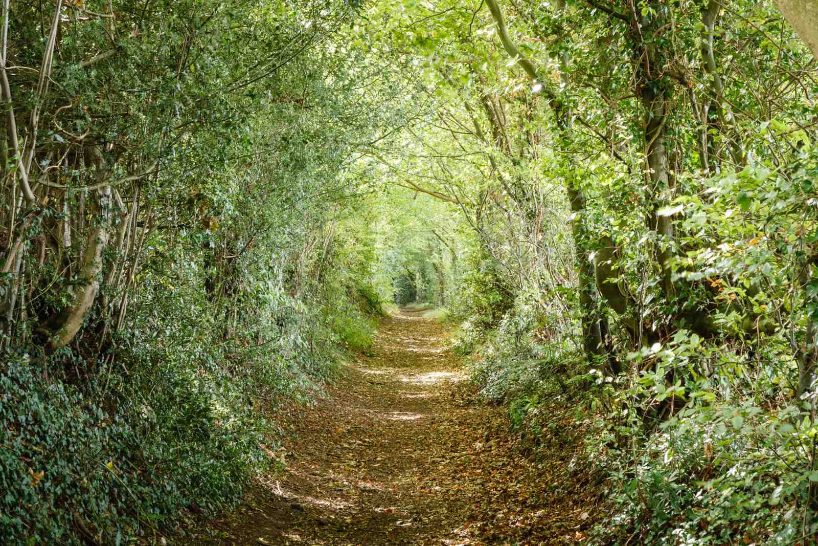 Enchanting Forest Path Nature Landscape Wall Art