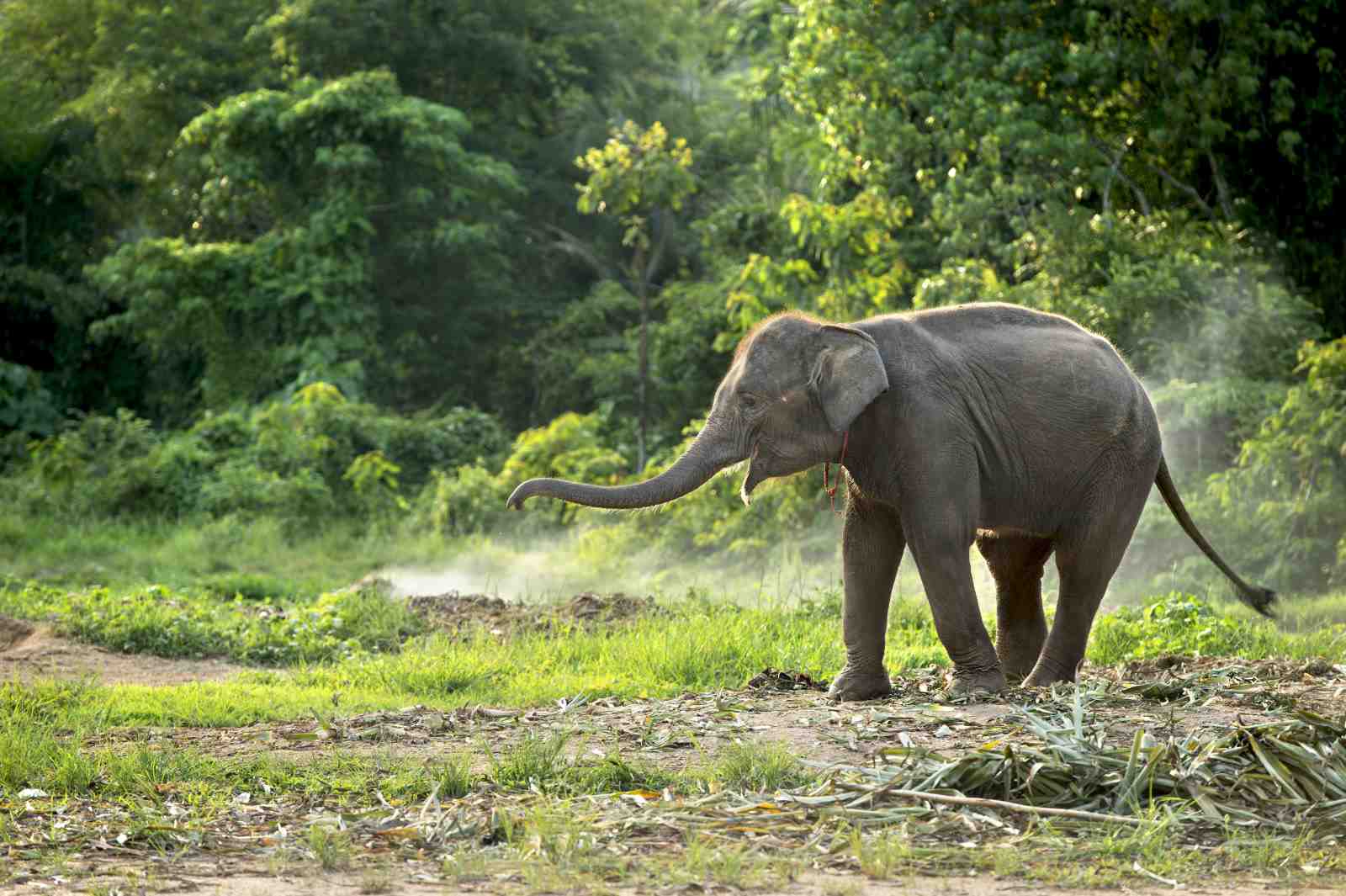 Majestic Elephant in Lush Jungle Wall Art
