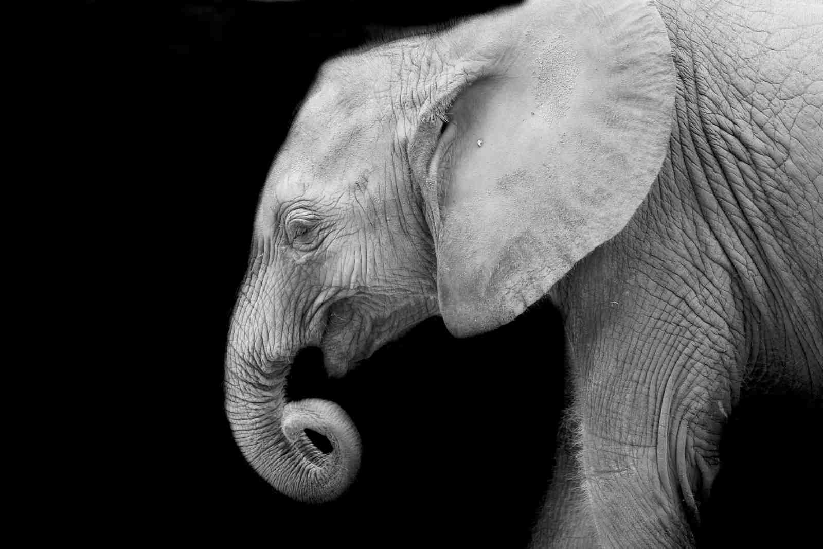 Majestic Elephant Portrait Black & White Wall Art