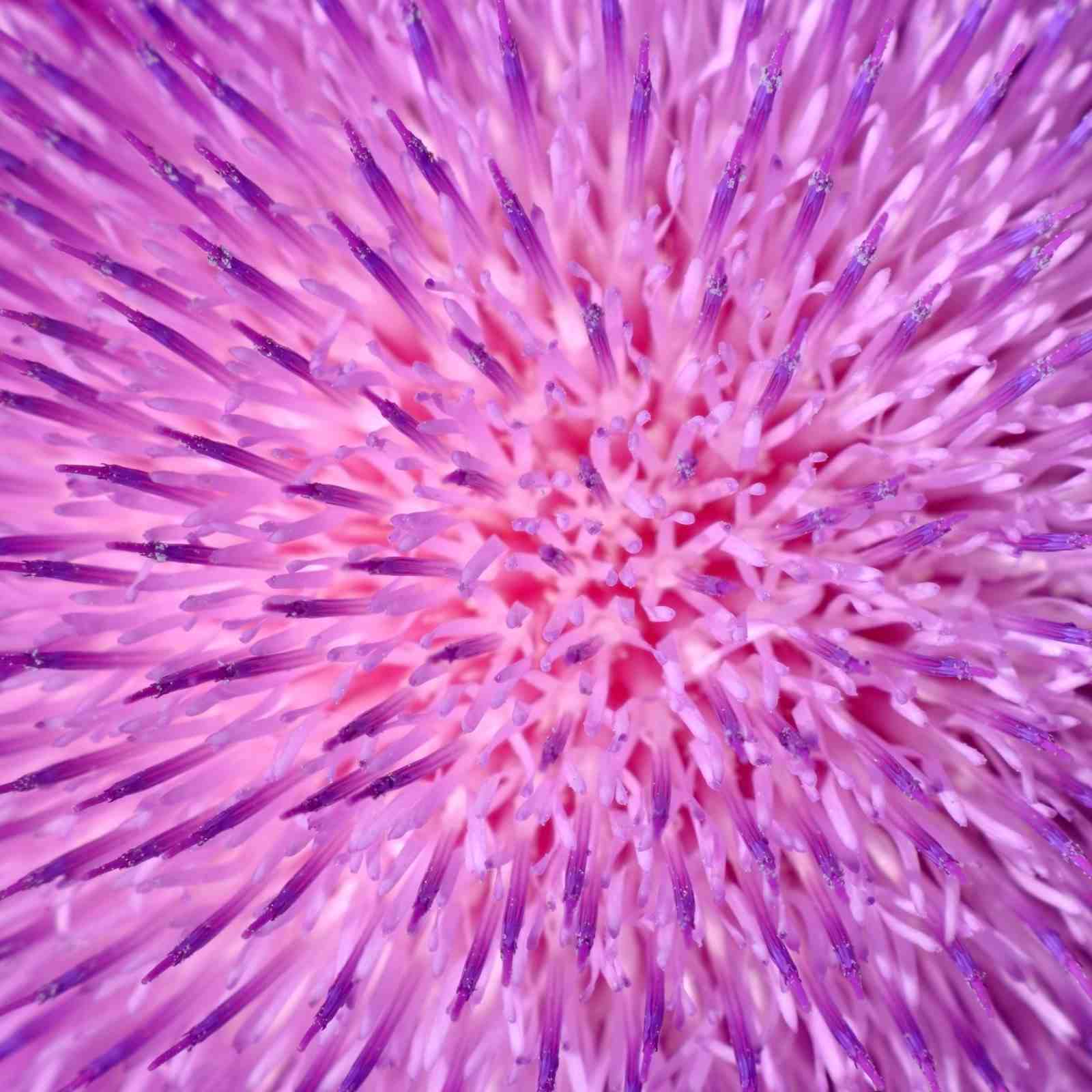Vibrant Purple Thistle Bloom Close-up Wall Art