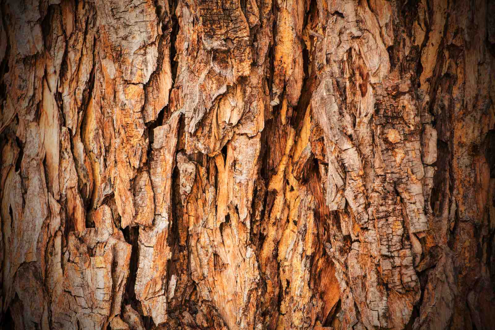 Rustic Tree Bark Texture Close-Up Wall Art