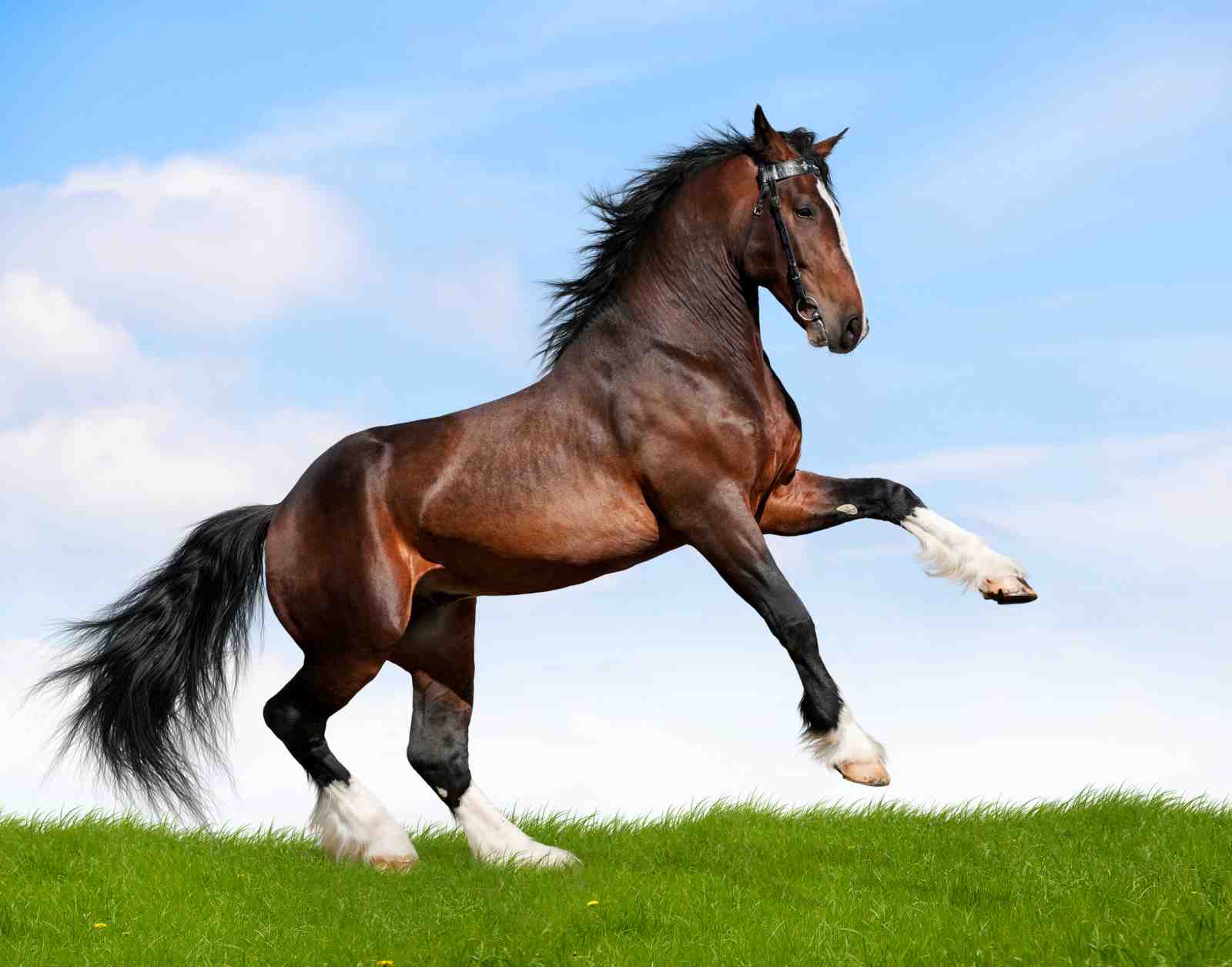Majestic Brown Horse Rearing Wall Art