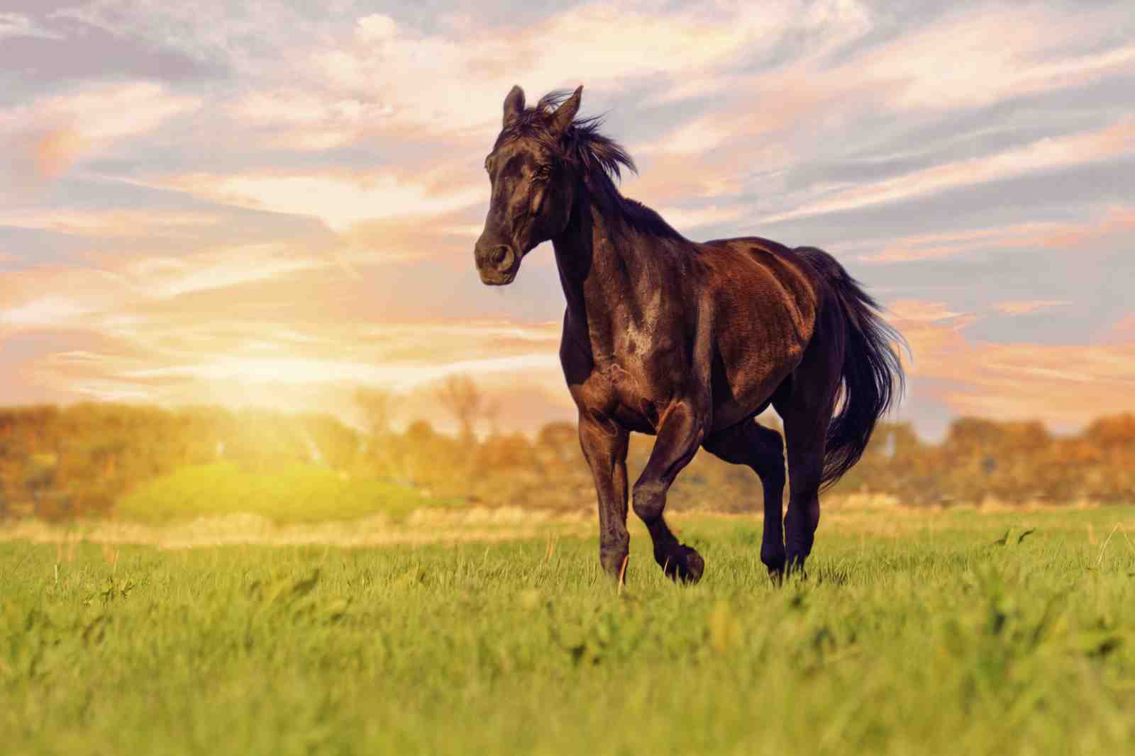 Majestic Black Horse Gallop Wall Art