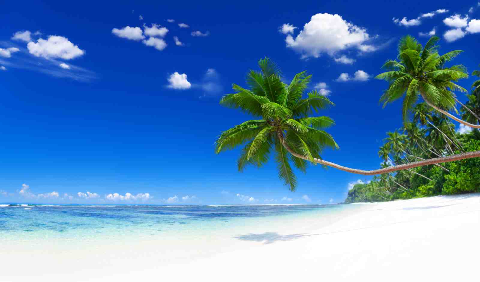 Tropical Paradise Palm Beach Wall Art