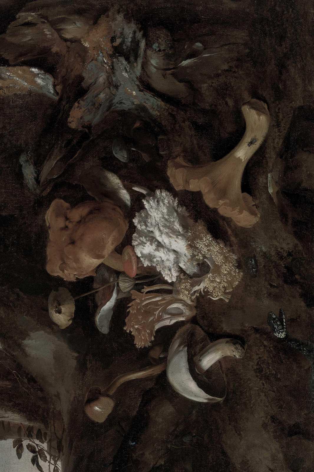 Vintage Mushroom Still Life Wall Art