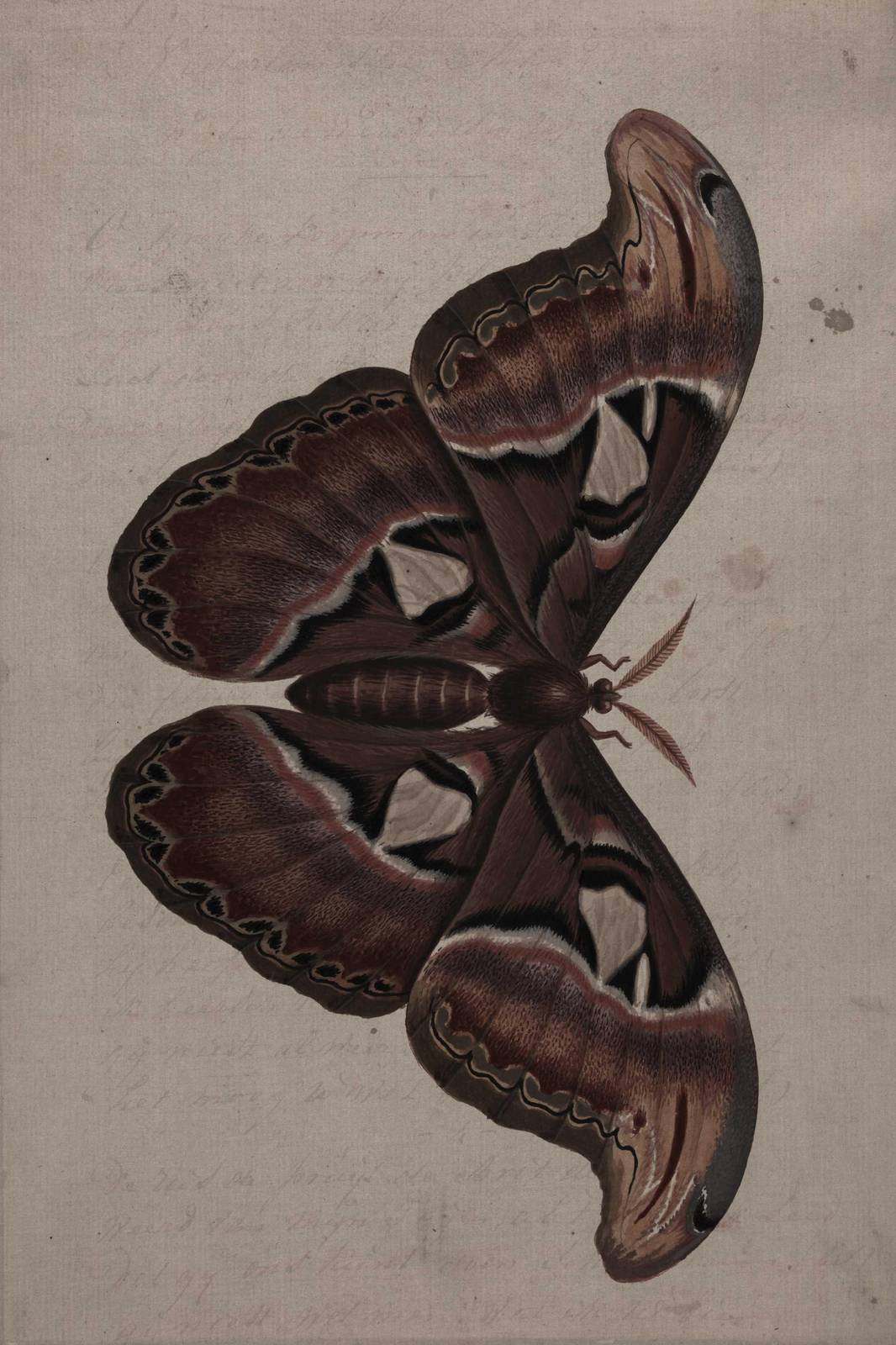 Vintage Atlas Moth Art Print | Elegant Nature Wall Art