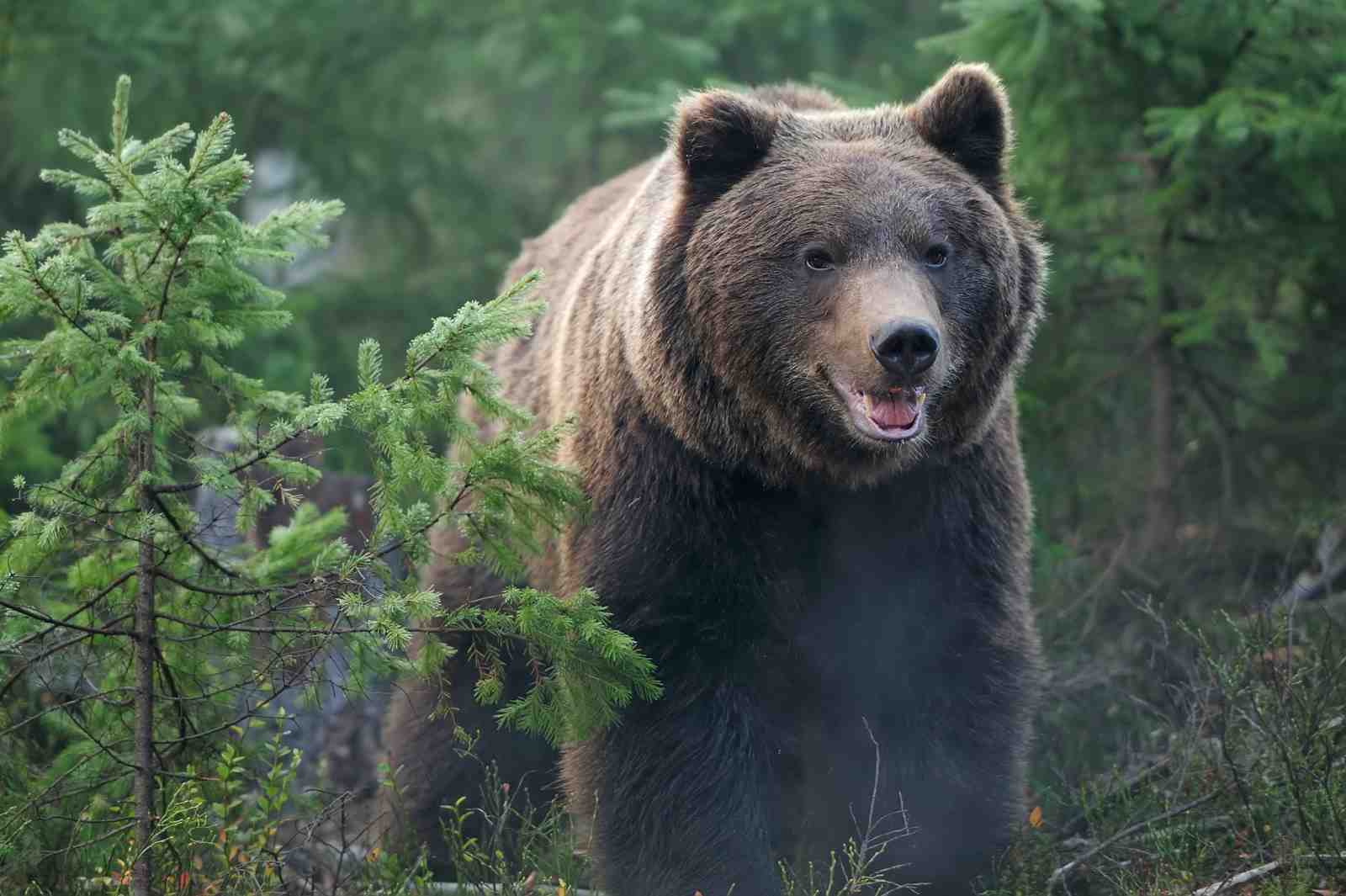 Majestic Brown Bear Forest Wall Art