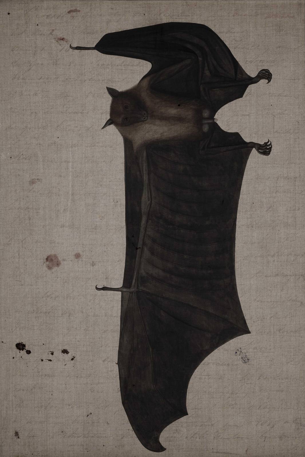 Vintage Bat Illustration Wall Art - Dark Academia Wall Art