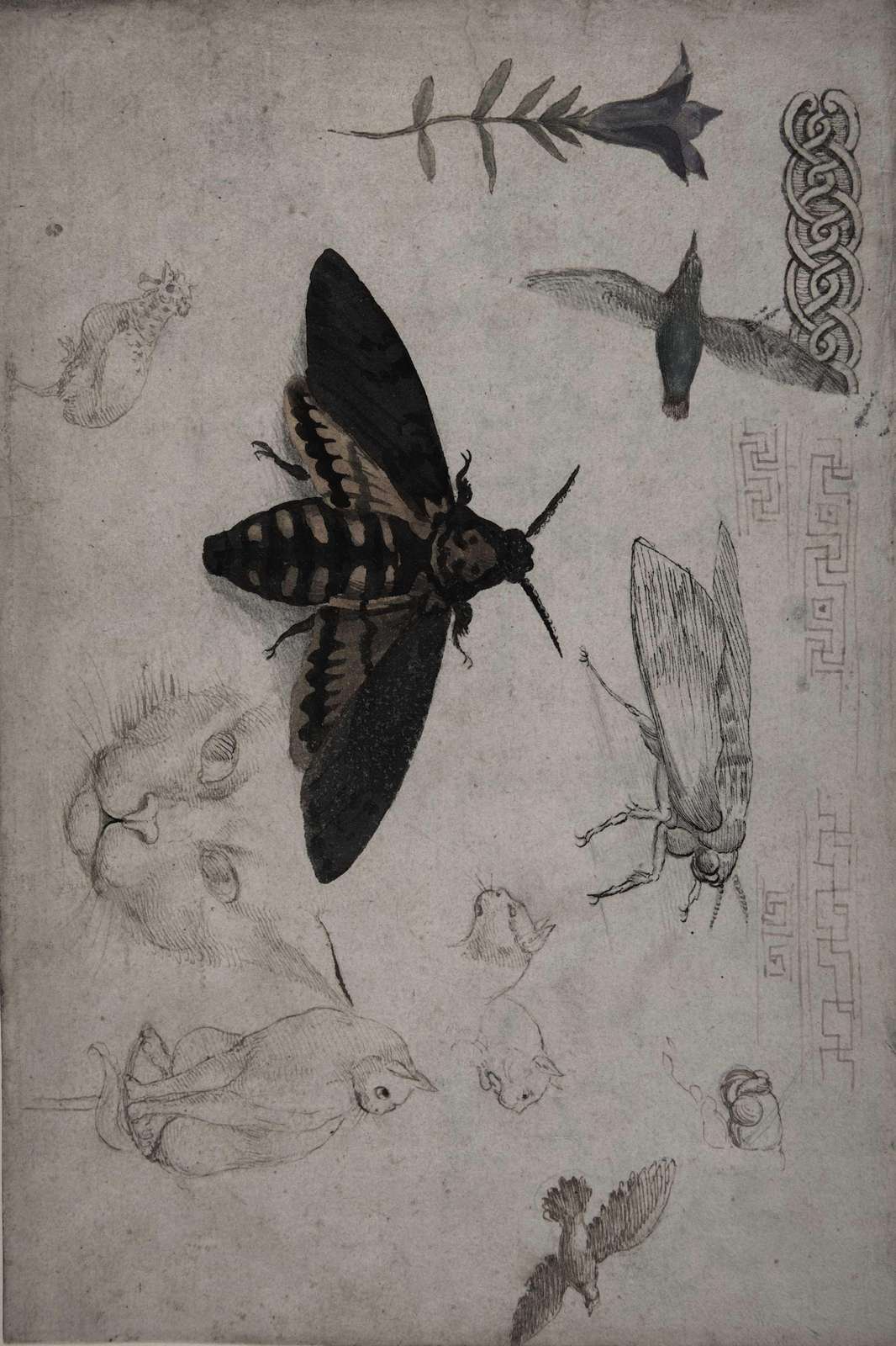 Vintage Moth & Nature Sketch Wall Art
