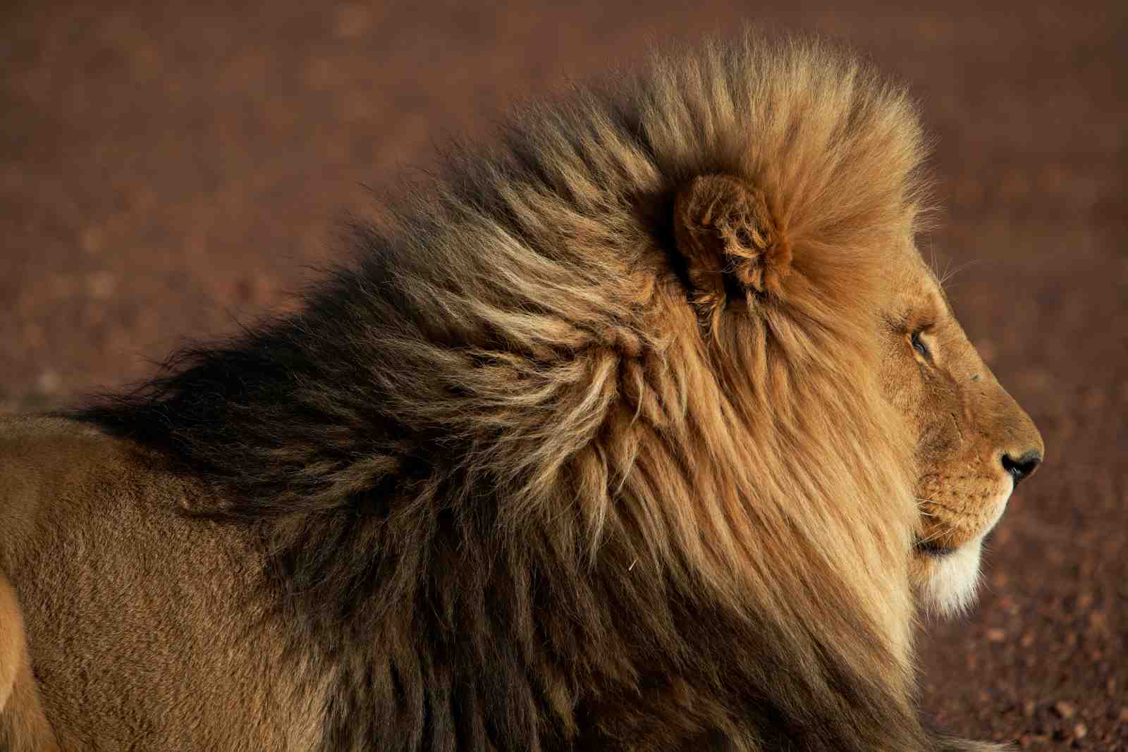 Majestic Lion Profile King of the Jungle Wall Art
