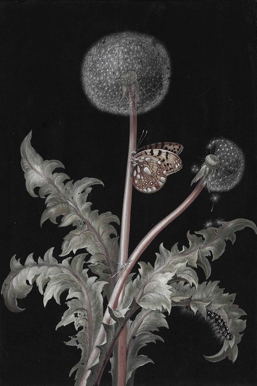Butterfly & Dandelion Vintage Botanical Wall Art
