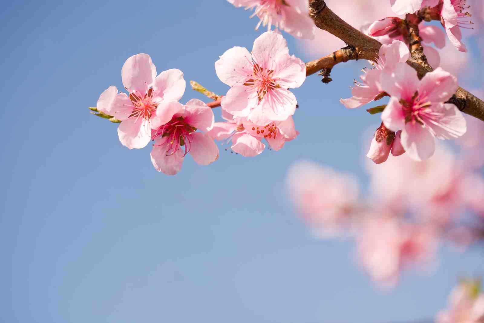 Blossoming Pink Cherry Blossom Branch Wall Art