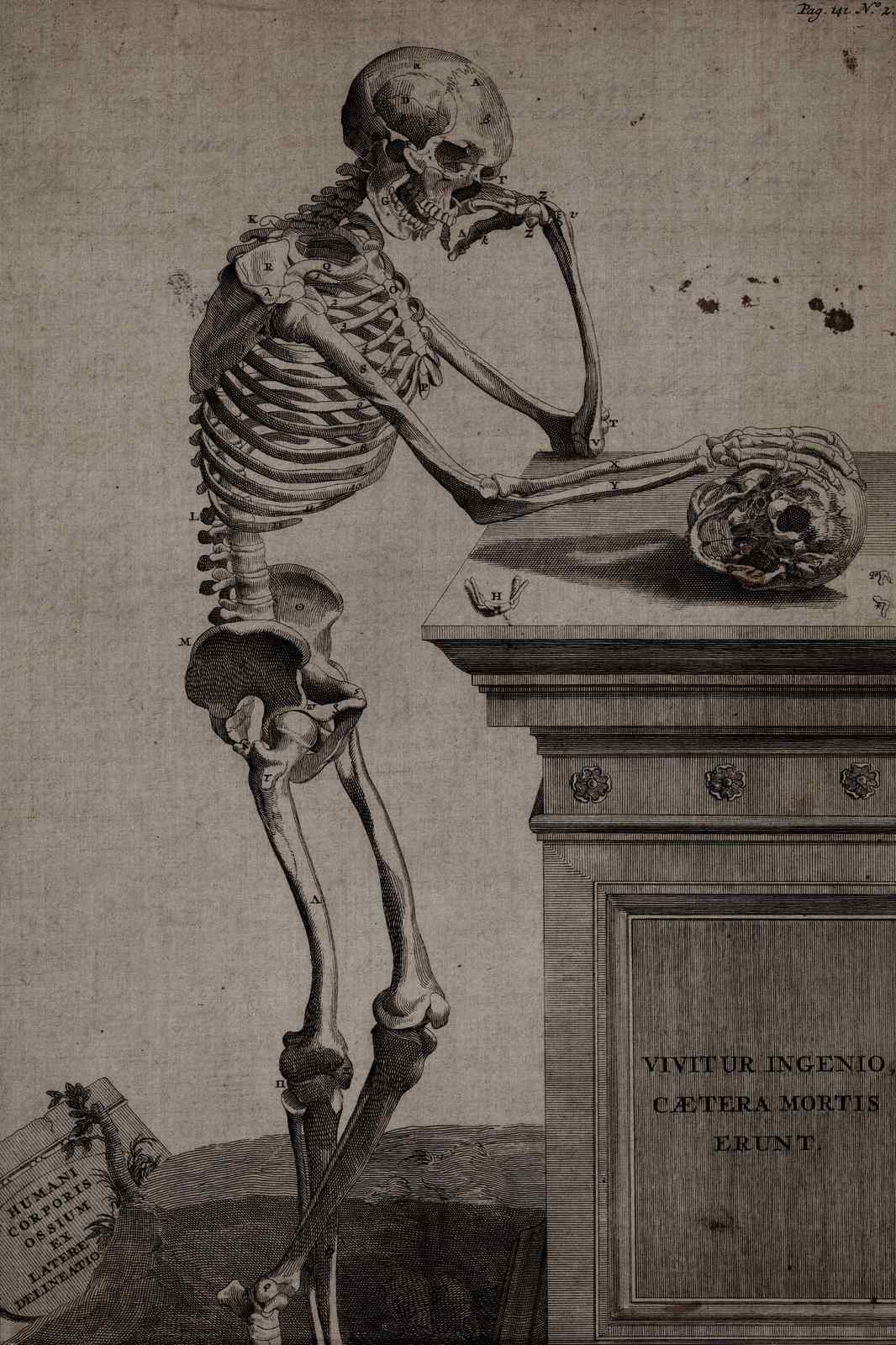 Vintage Anatomical Skeleton Thinking Wall Art