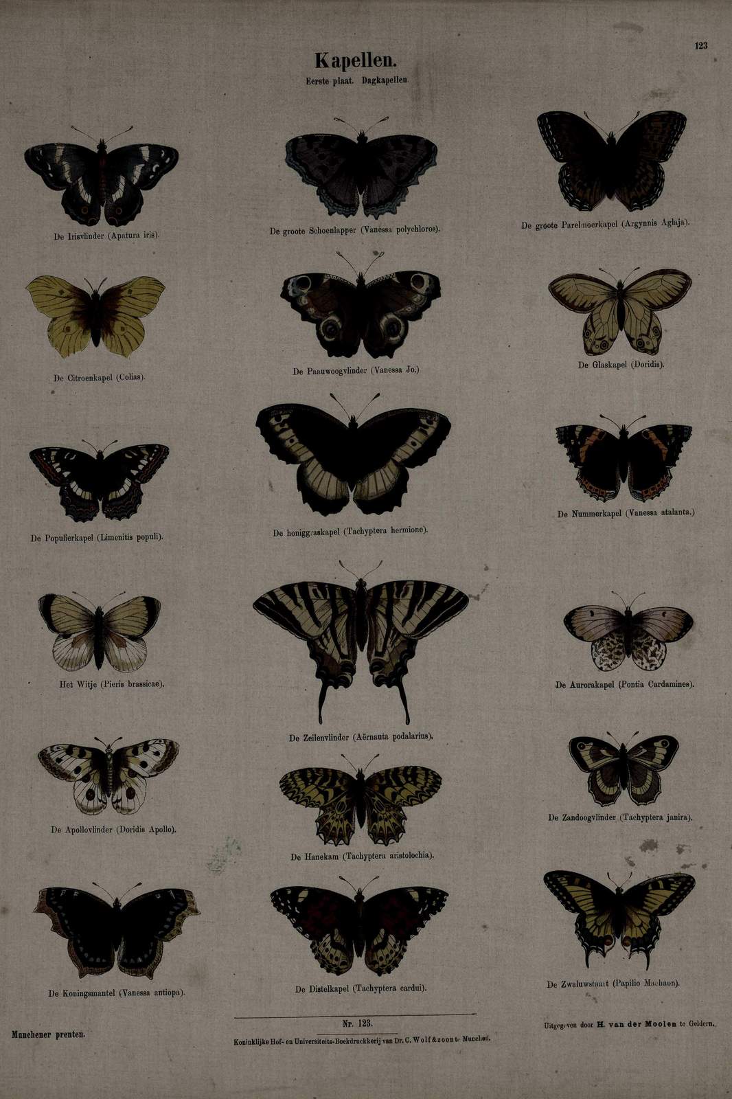 Vintage Butterfly Collection Wall Art Wall Art