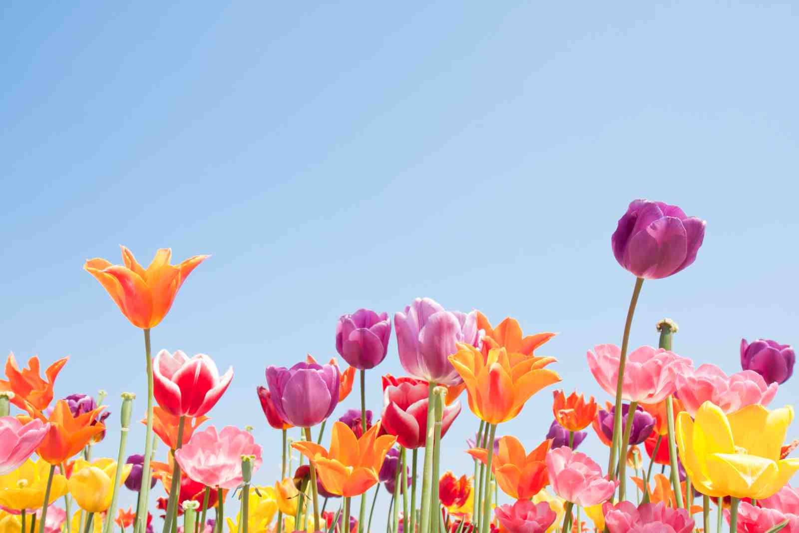 Vibrant Tulip Garden Sky Wall Art