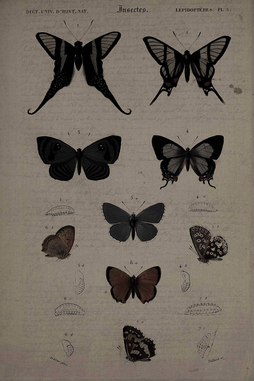 Vintage Butterfly Scientific Illustration Wall Art