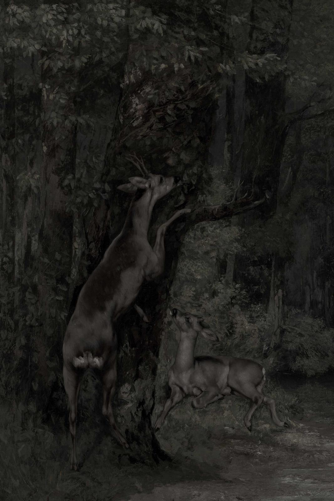 Mysterious Forest Deer Duo Wall Art