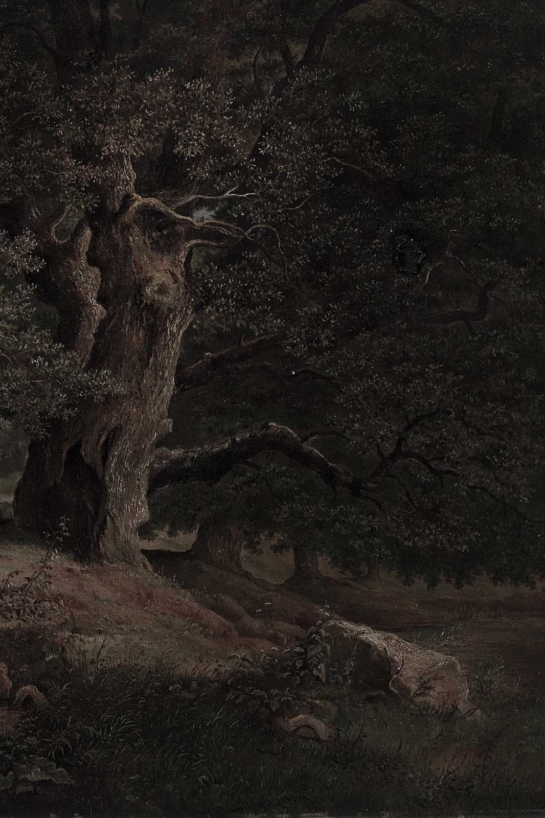 Mysterious Forest Ancient Trees Wall Art