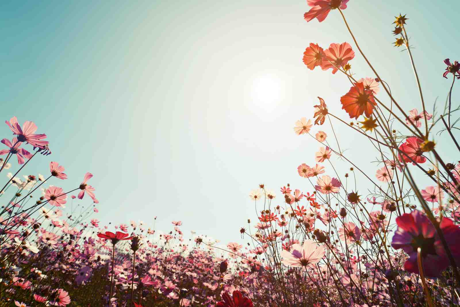 Vibrant Floral Field Sunset Wall Art