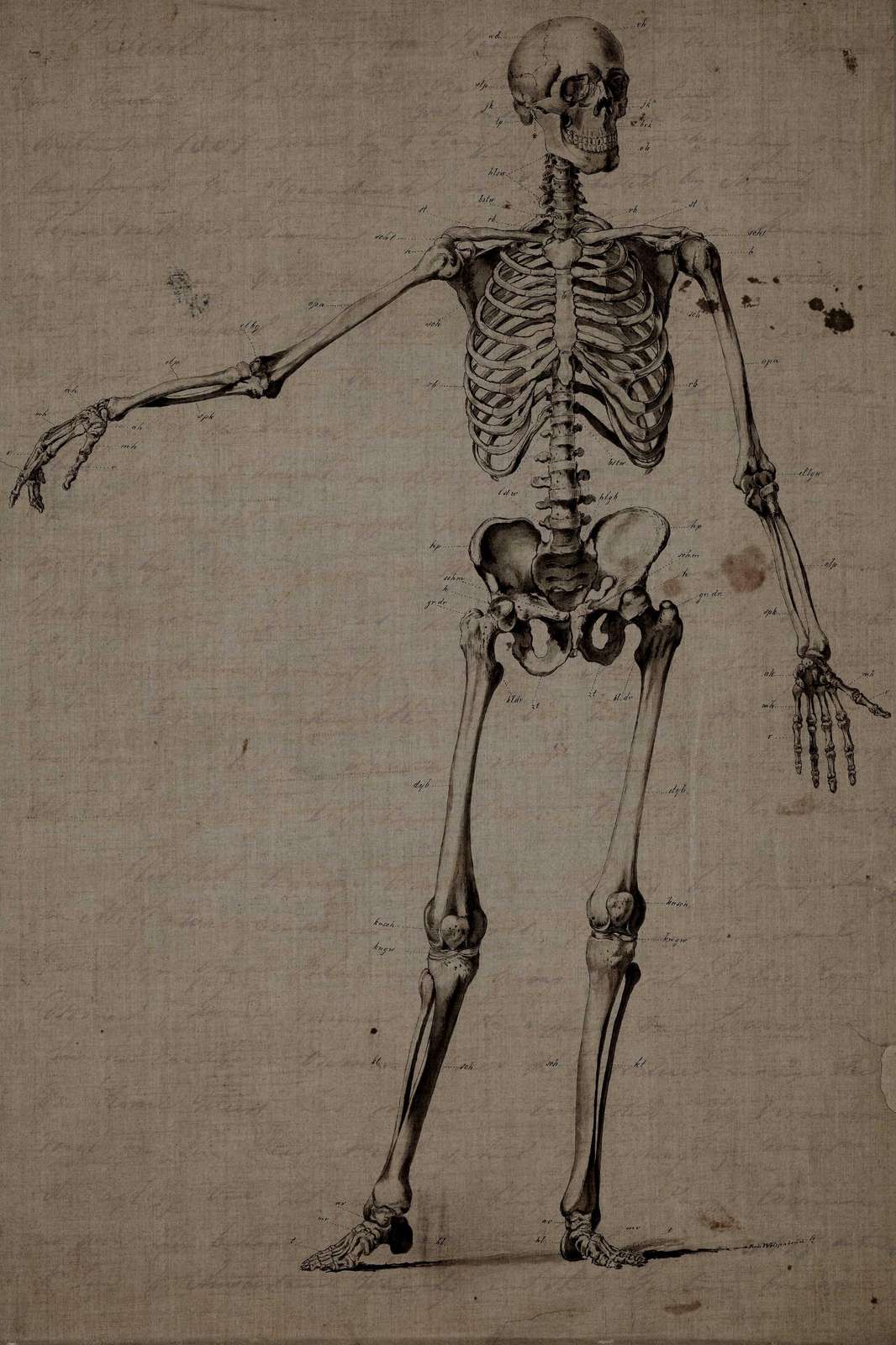 Vintage Anatomical Skeleton Wall Art