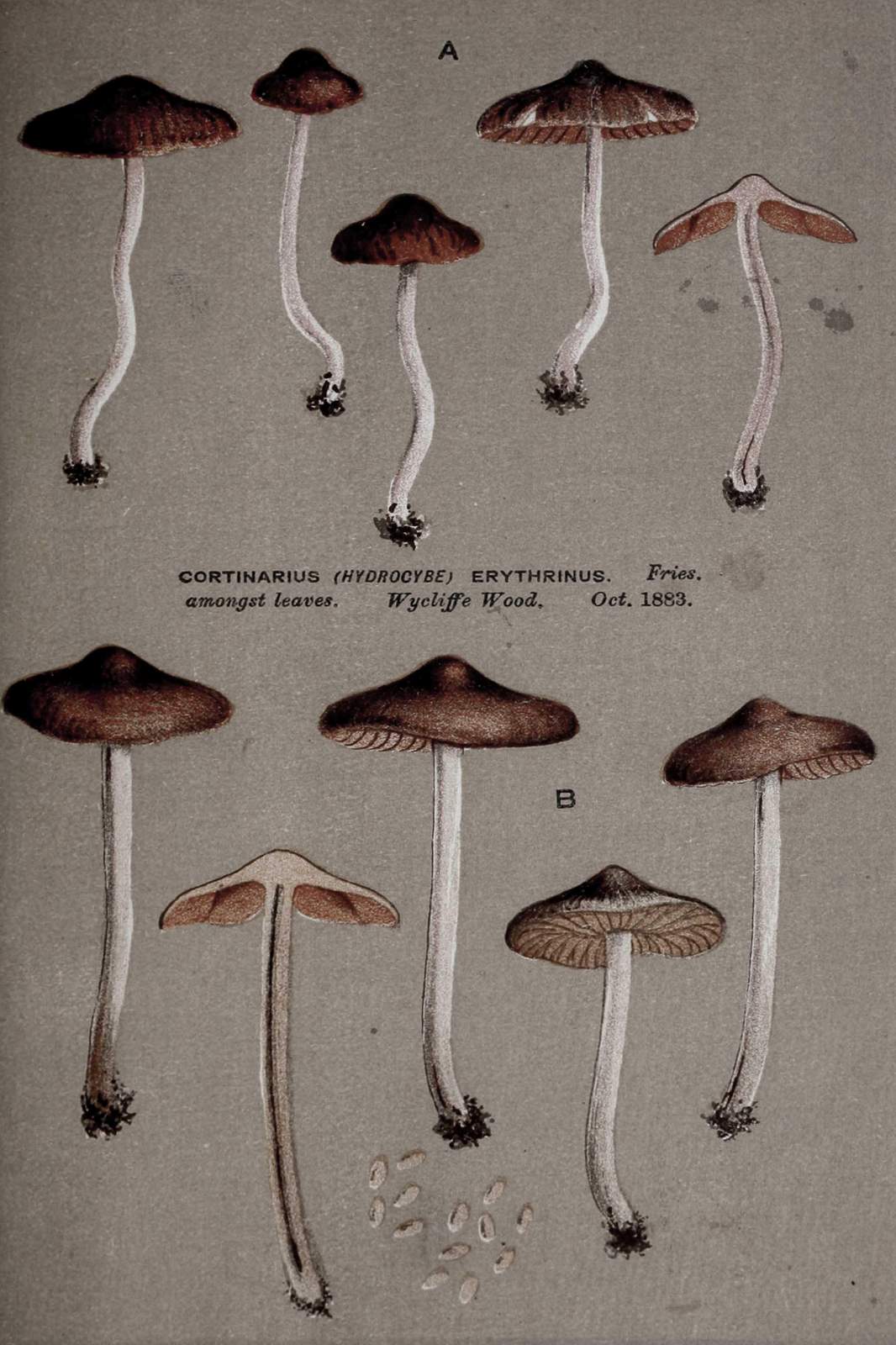 Vintage Mushroom Art Print Wall Art