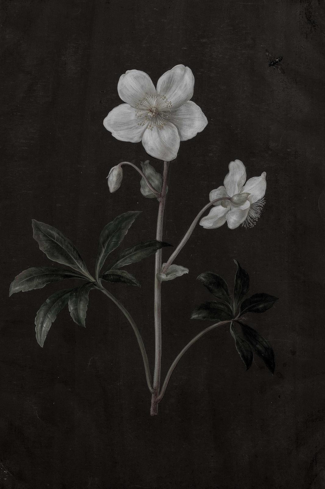 Botanical Elegance White Flower Wall Art