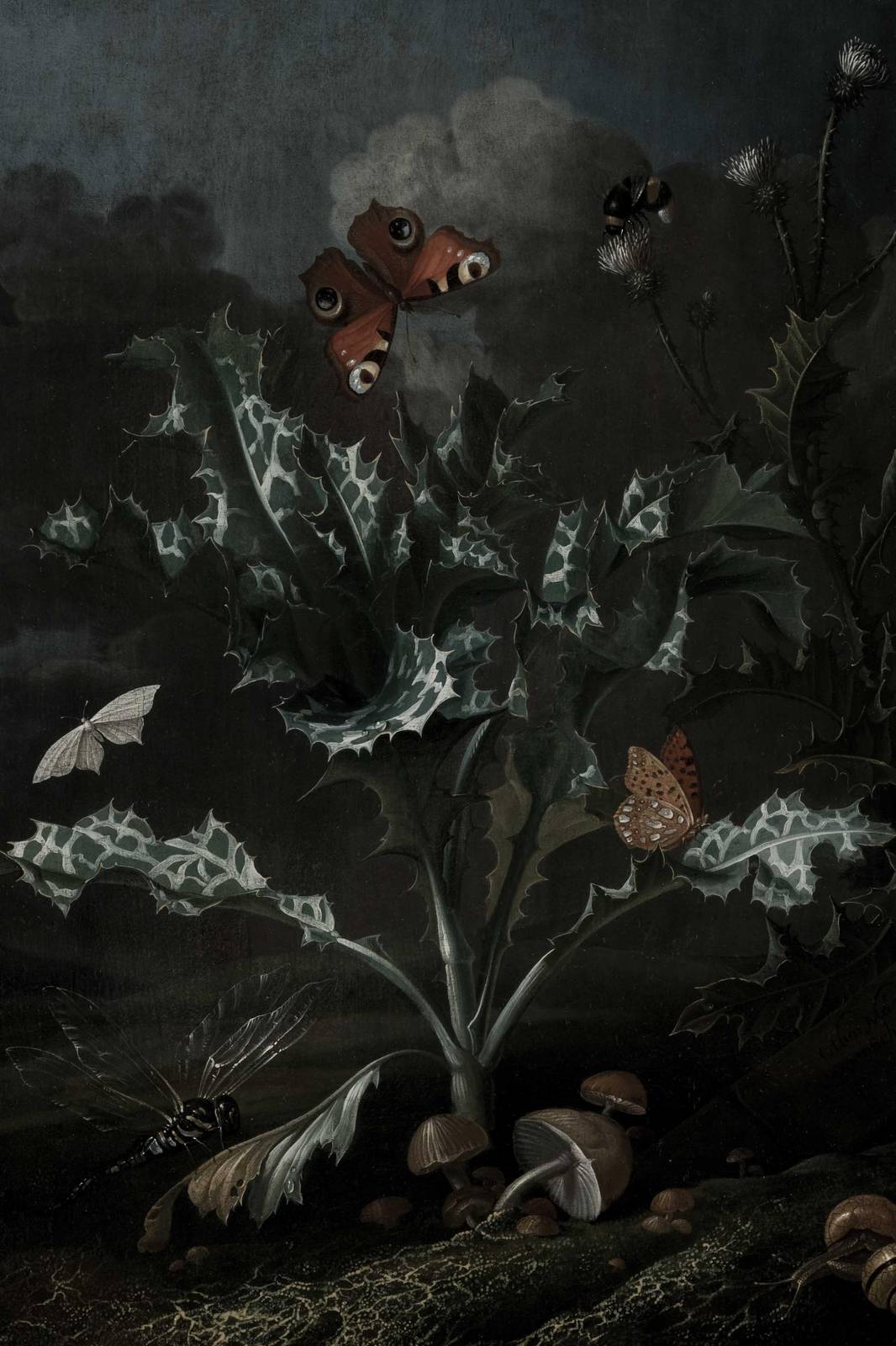 Dark Nature Still Life Butterflies Wall Art