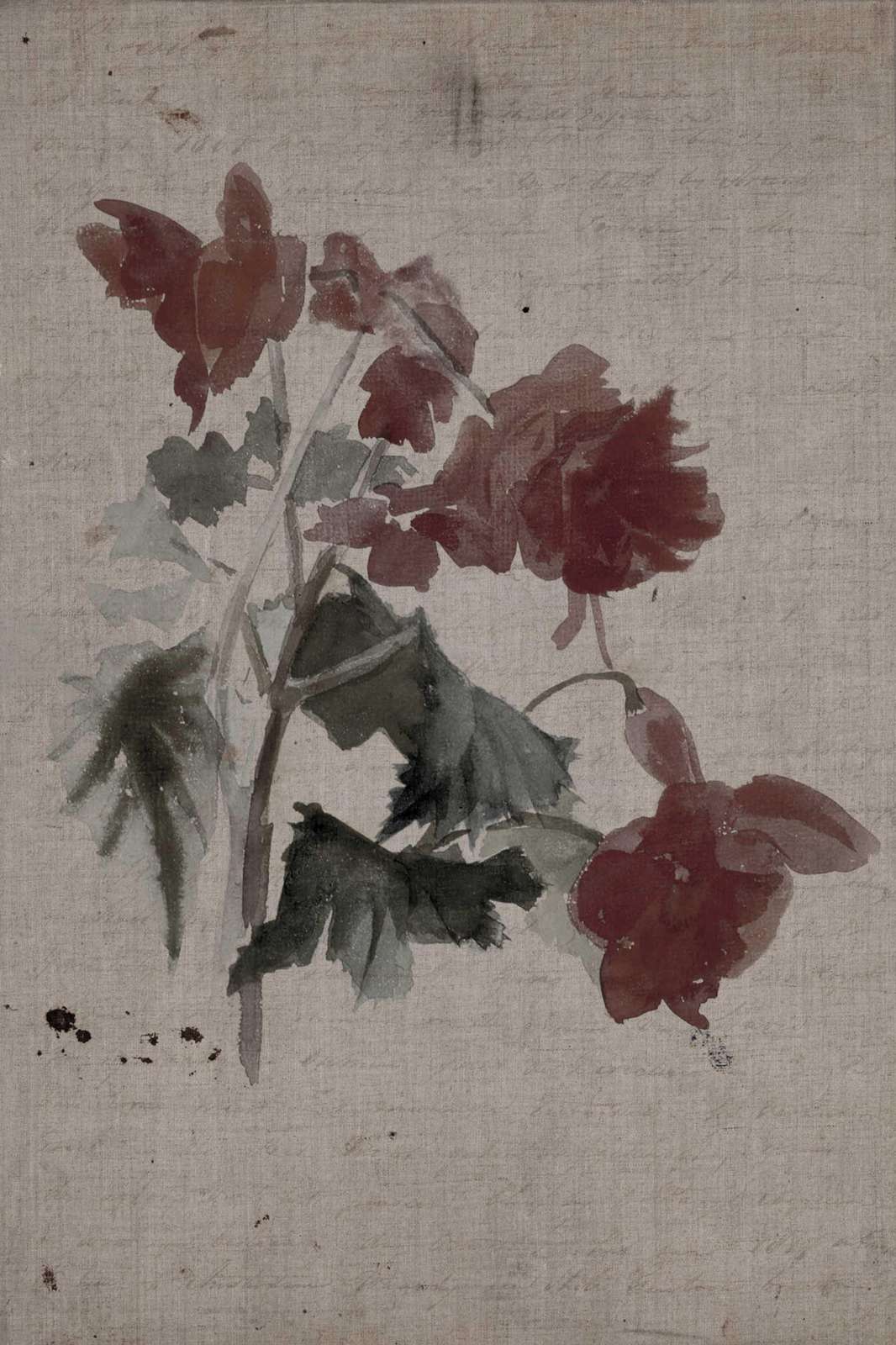 Vintage Botanical Red Flower Watercolour Wall Art