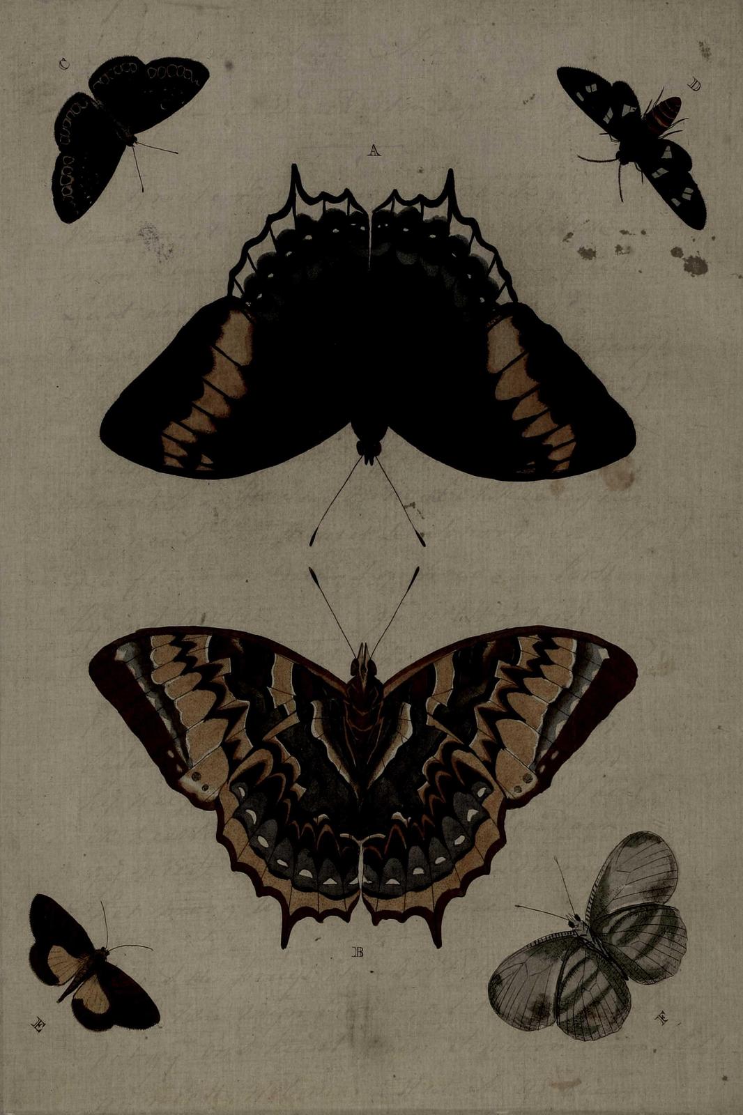 Vintage Butterfly Collection Wall Art