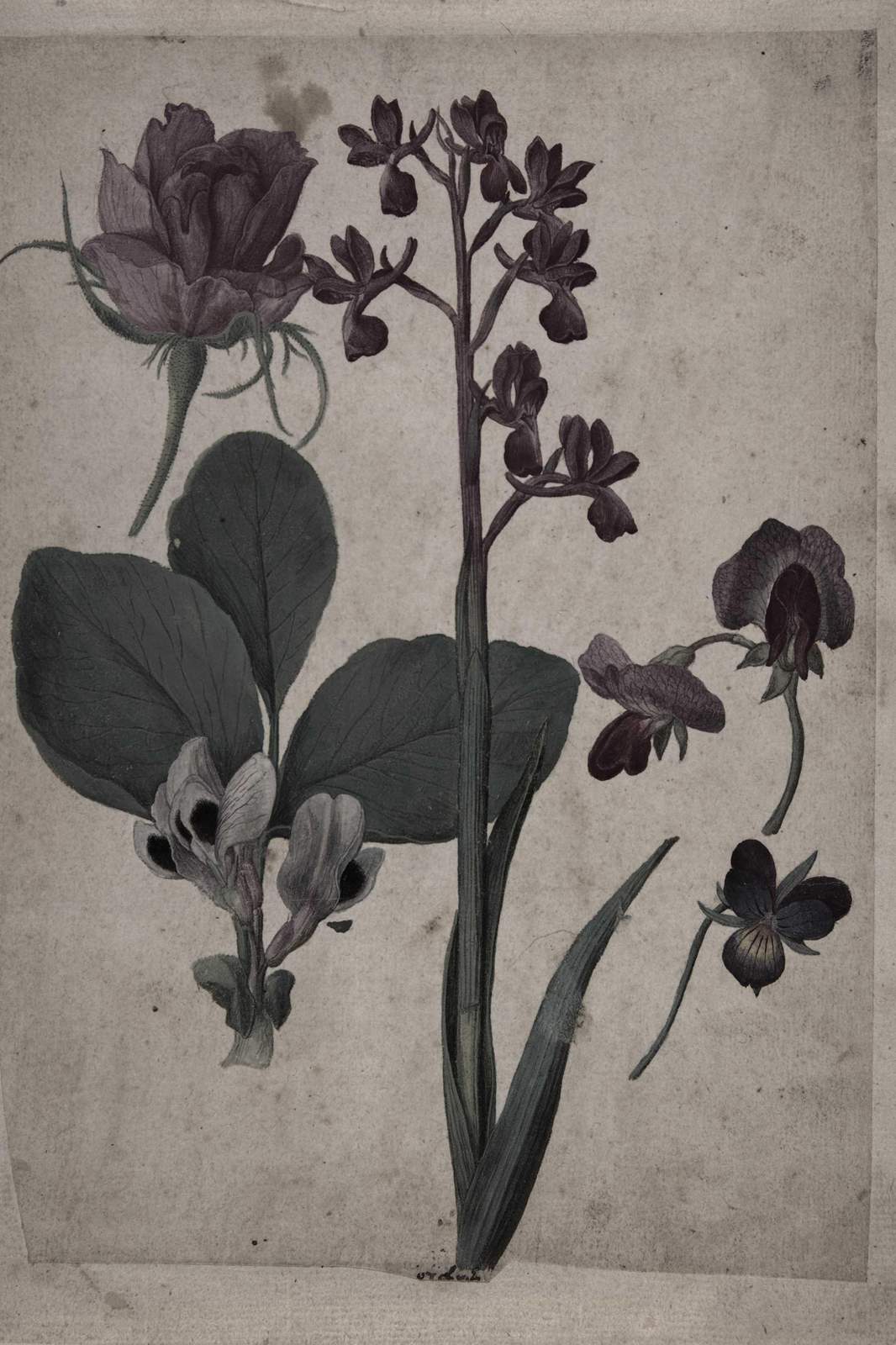Vintage Botanical Rose & Orchid Wall Art