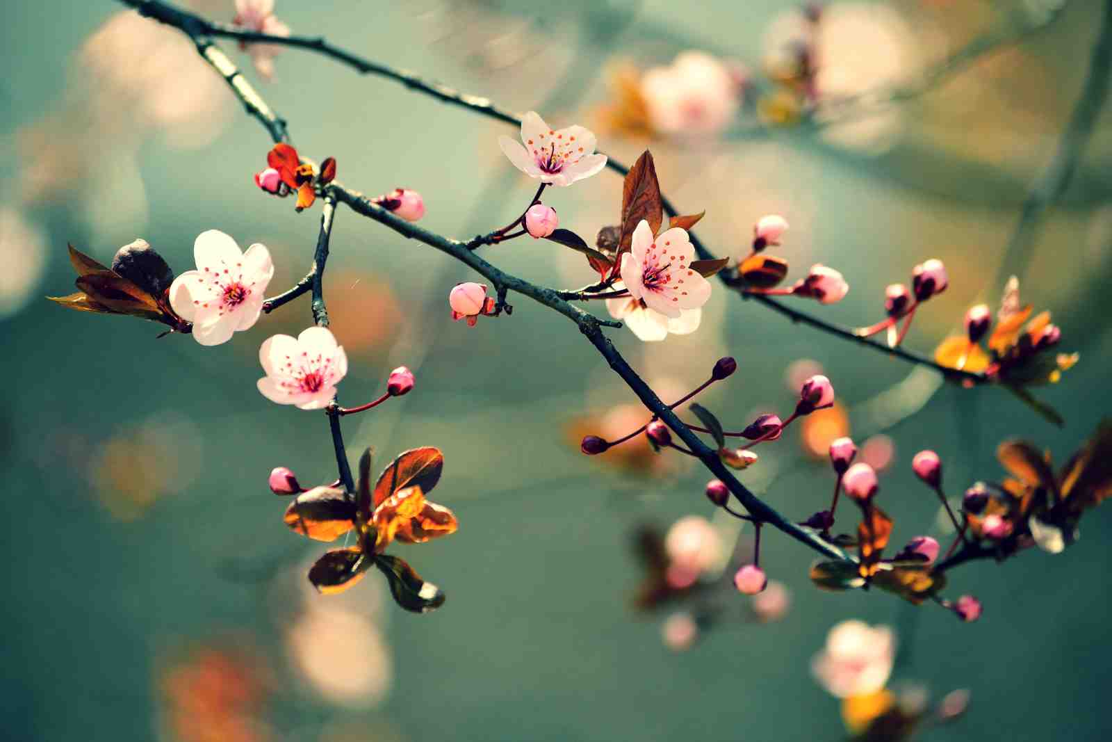 Blossoming Serenity Floral Wall Art