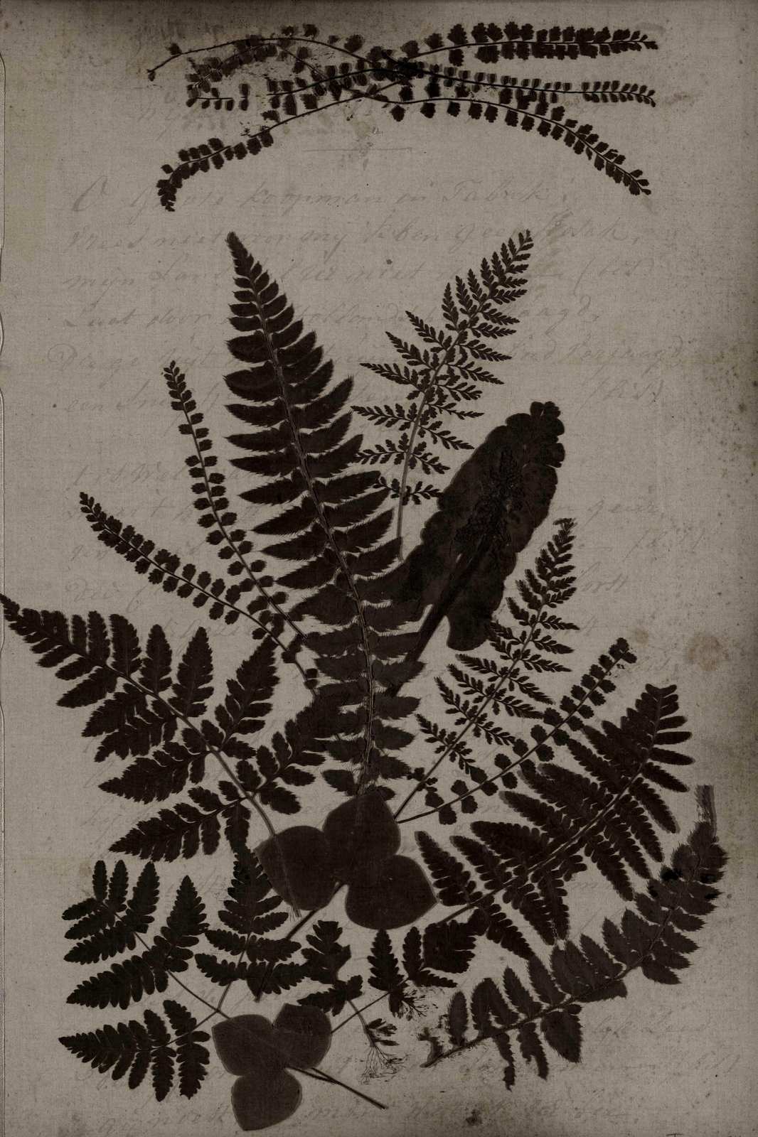 Vintage Fern Botanical Art Wall Art