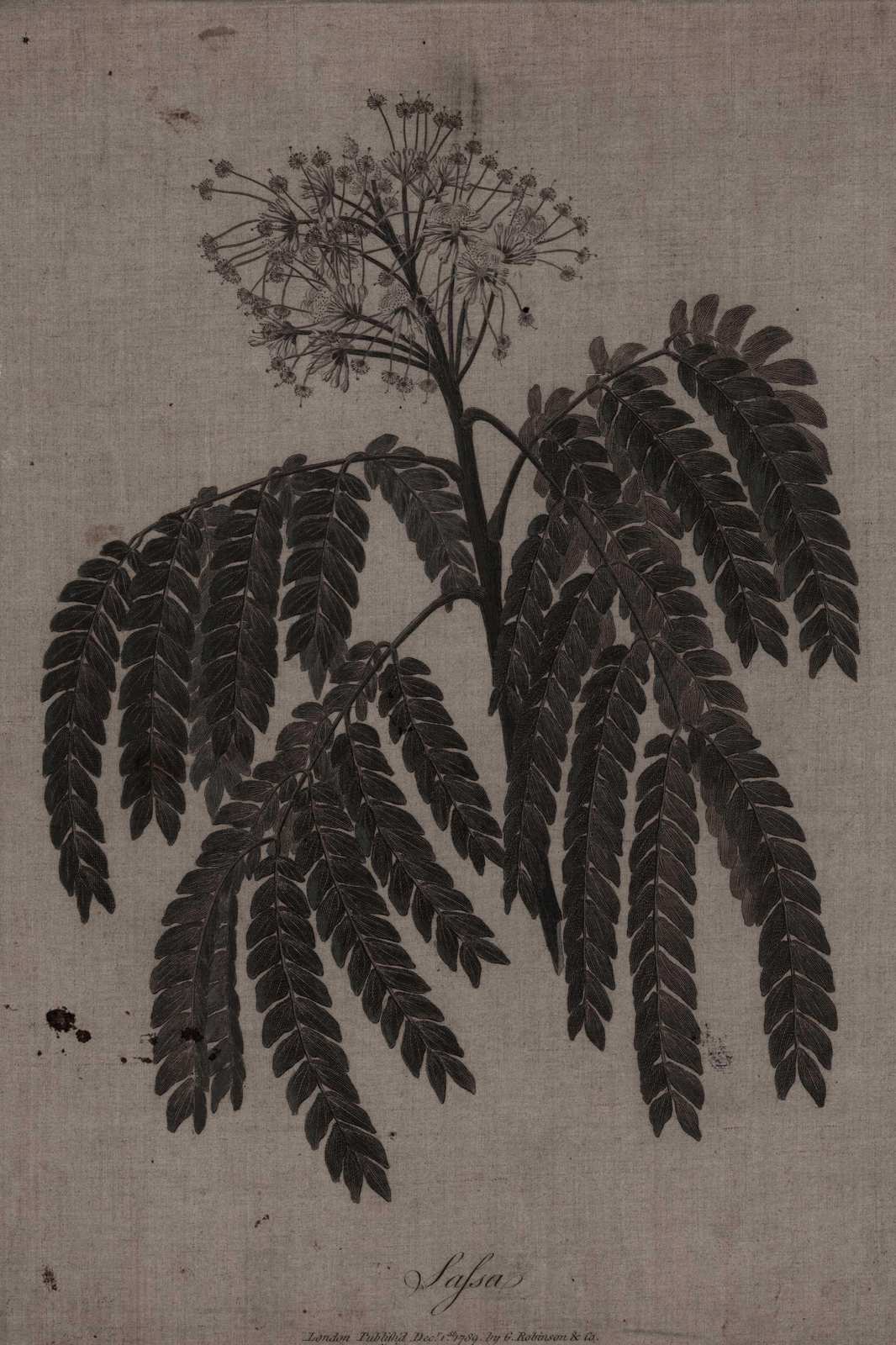 Botanical Mimosa Tree Leaf Illustration Wall Art