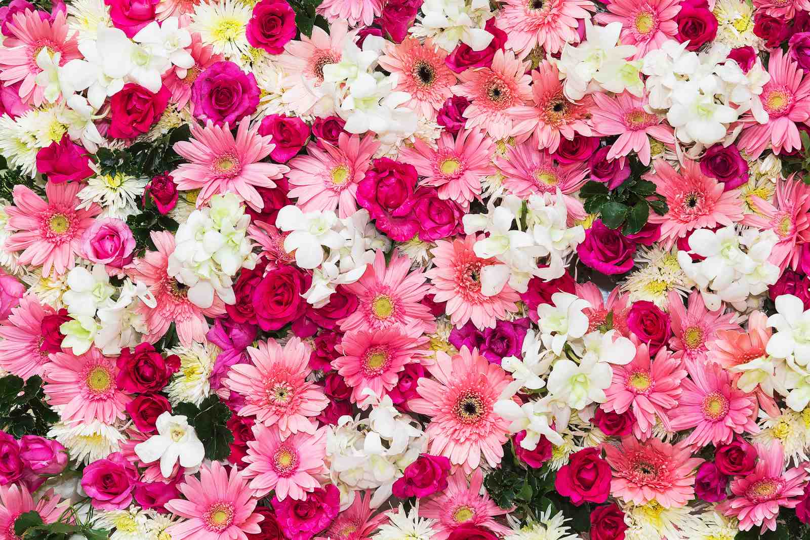 Vibrant Pink Floral Symphony Wall Art