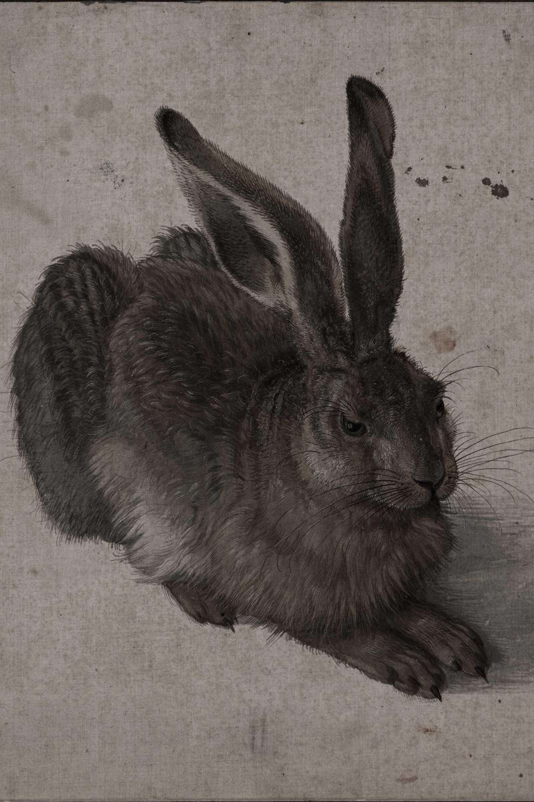 Detailed Hare Study Vintage Animal Wall Art