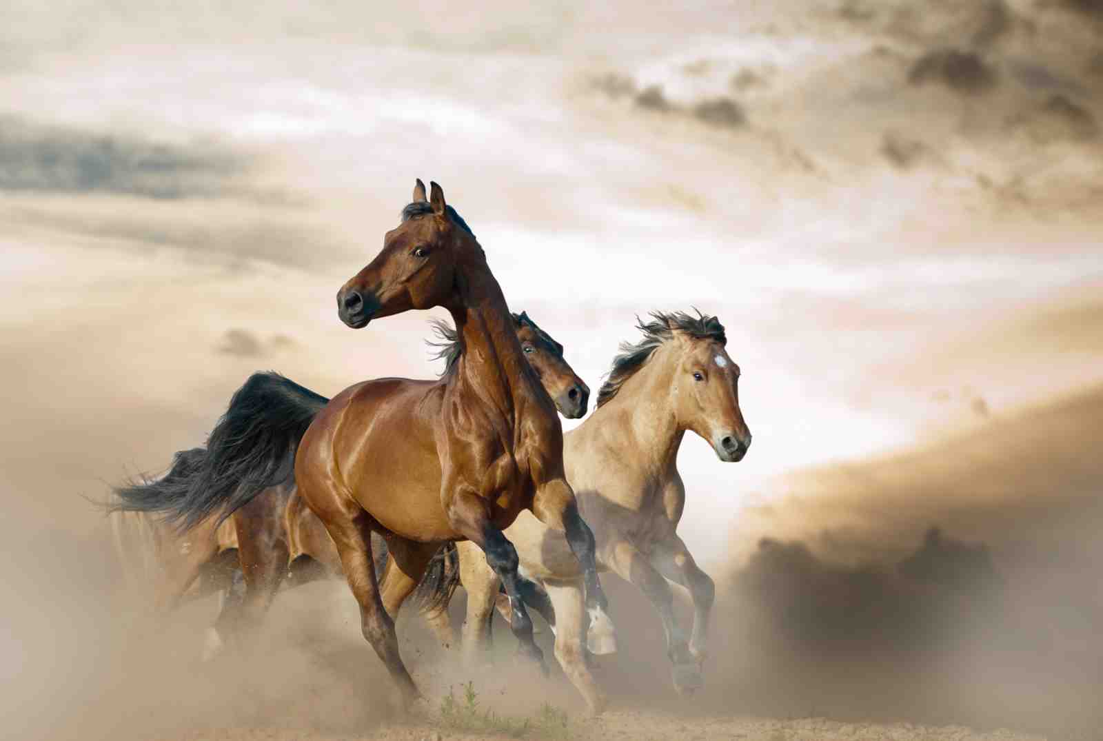 Majestic Horses Galloping Desert Wall Art