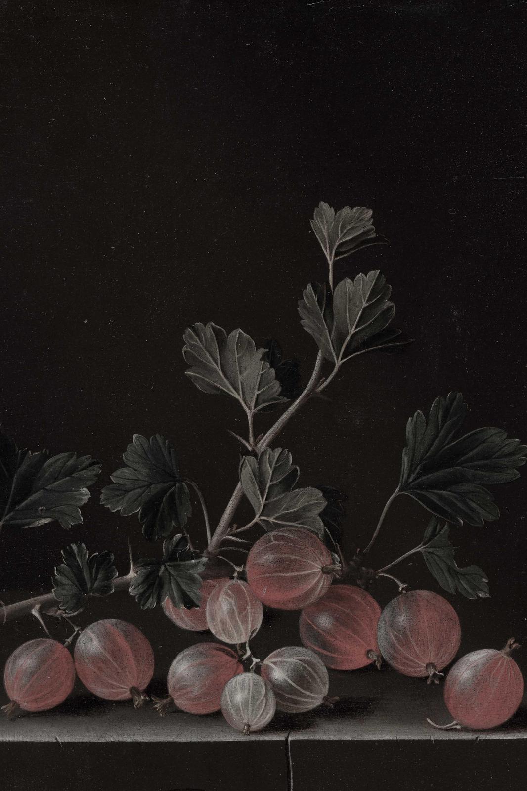 Vintage Gooseberry Botanical Art Wall Art