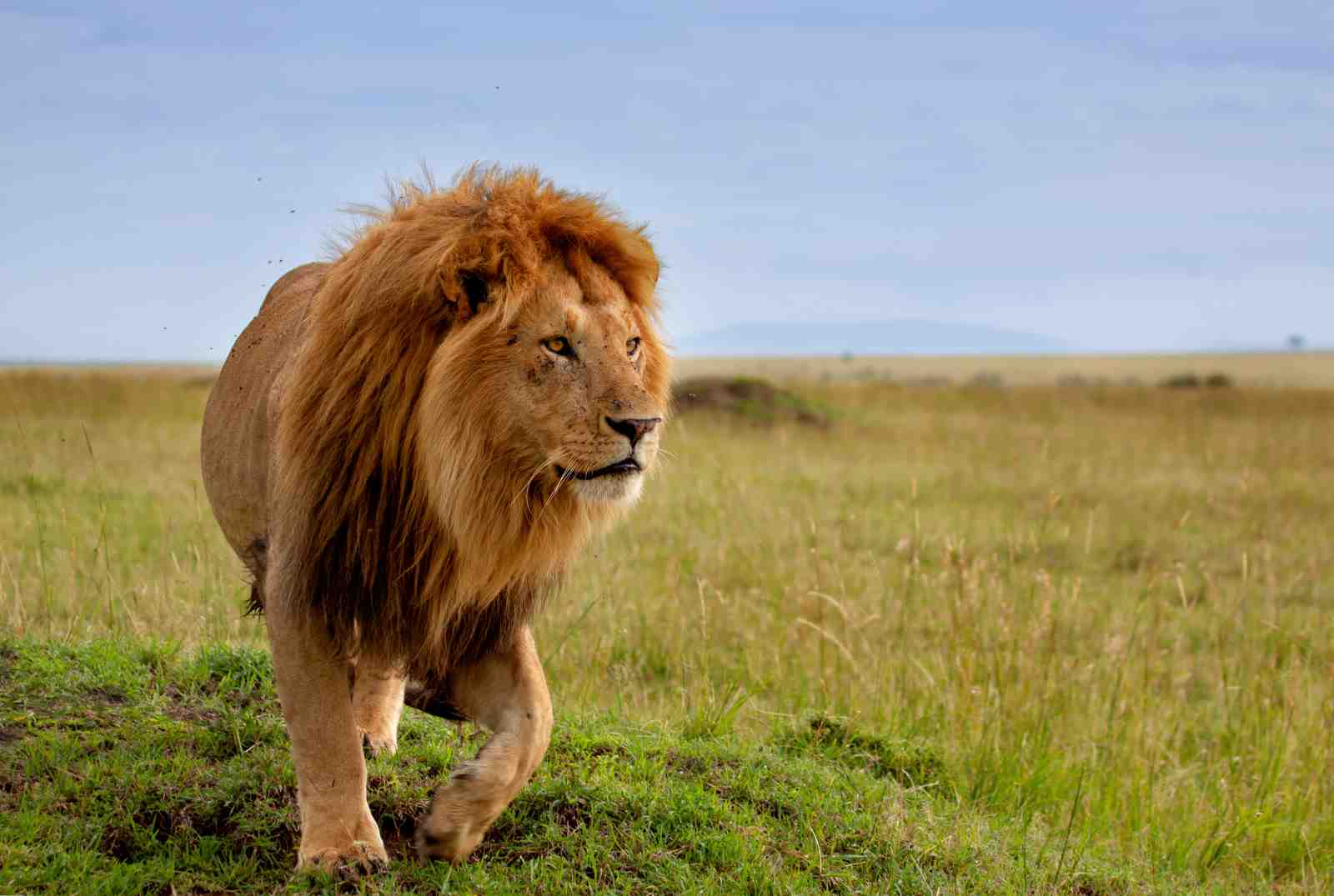Majestic Lion Safari African Plains Wall Art