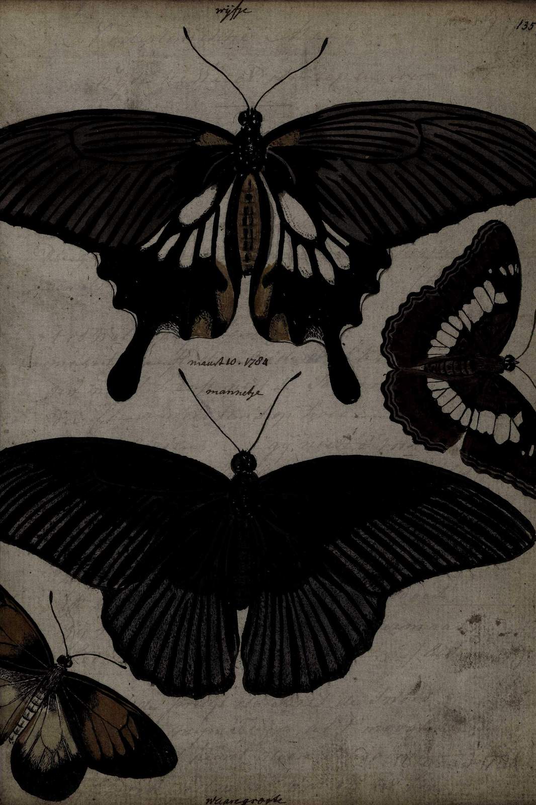 Vintage Butterfly Studies Wall Art