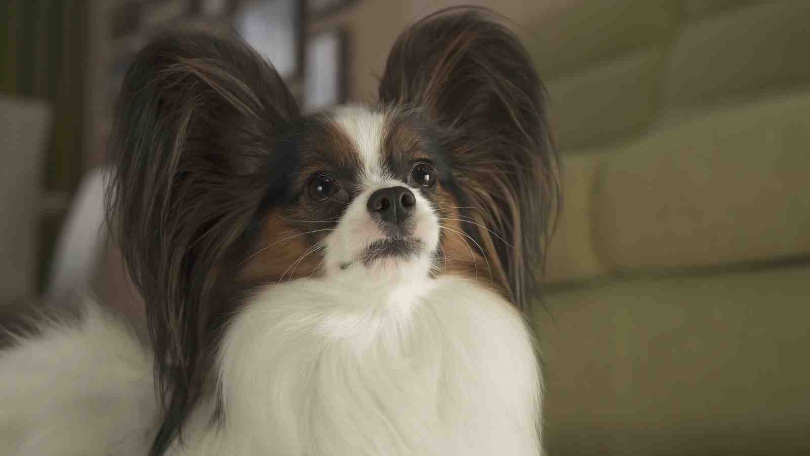 Adorable Papillon Dog Portrait Wall Art