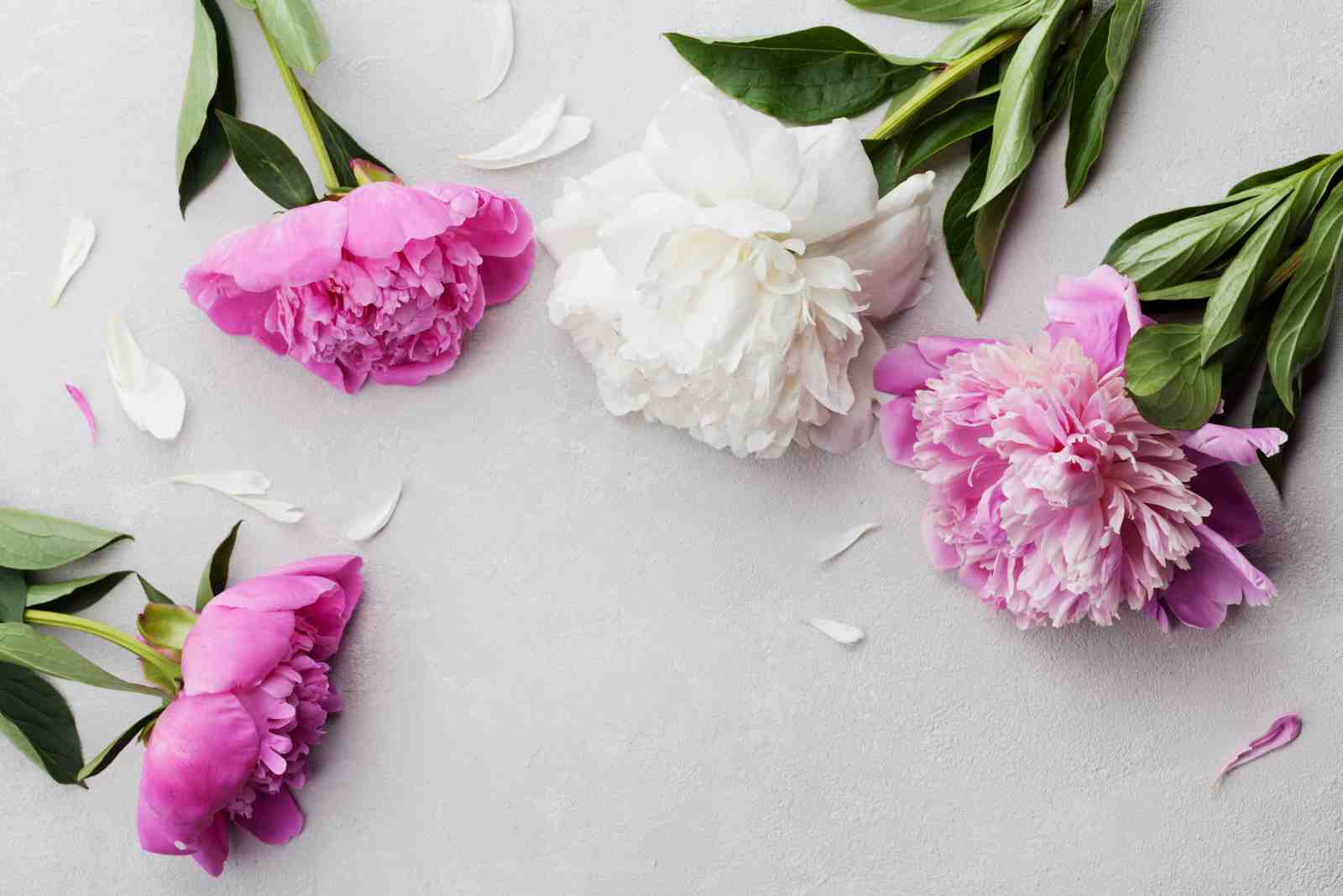 Elegant Pink & White Peonies Wall Art