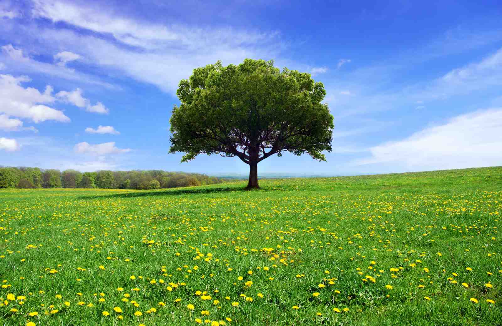 Serene Tree & Dandelion Field Wall Art