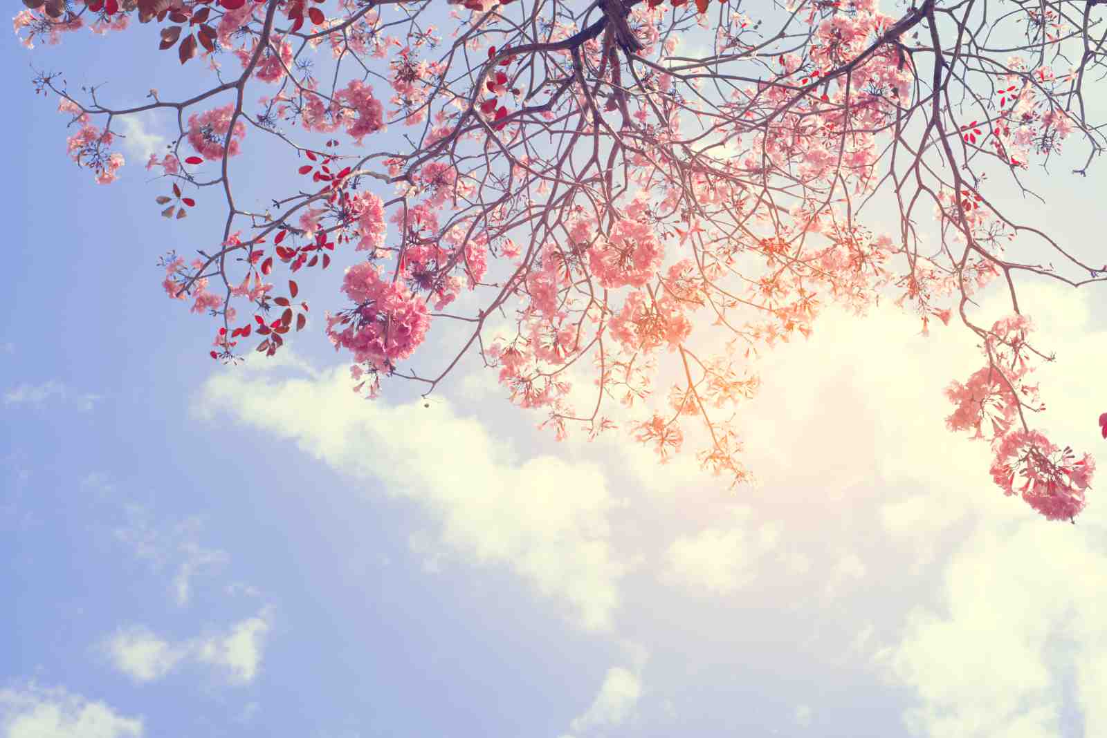 Blossoming Pink Flowers Against Sky Wall Art