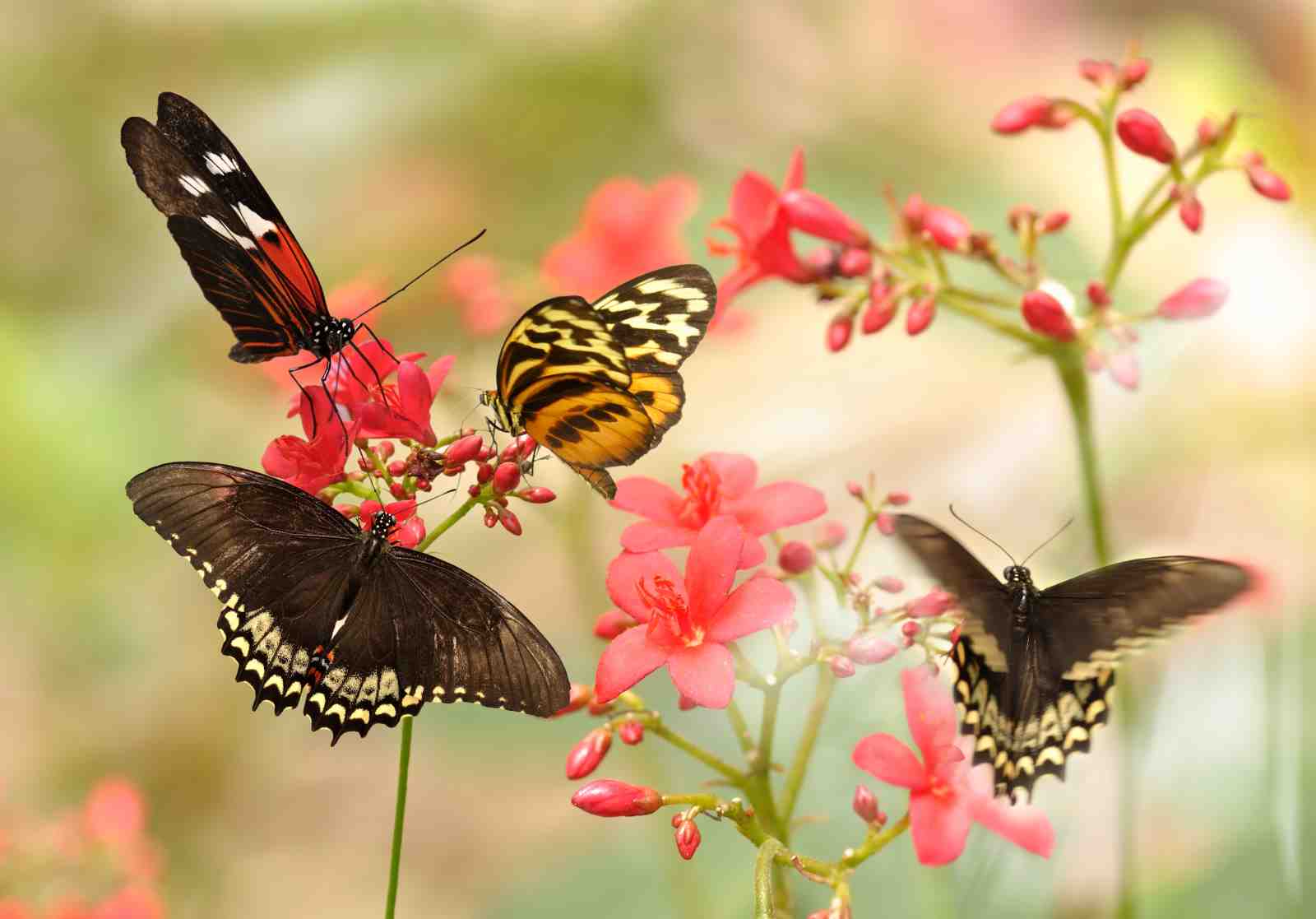 Vibrant Butterfly Garden Wall Art